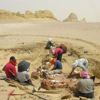 Wadi Hitan Trip